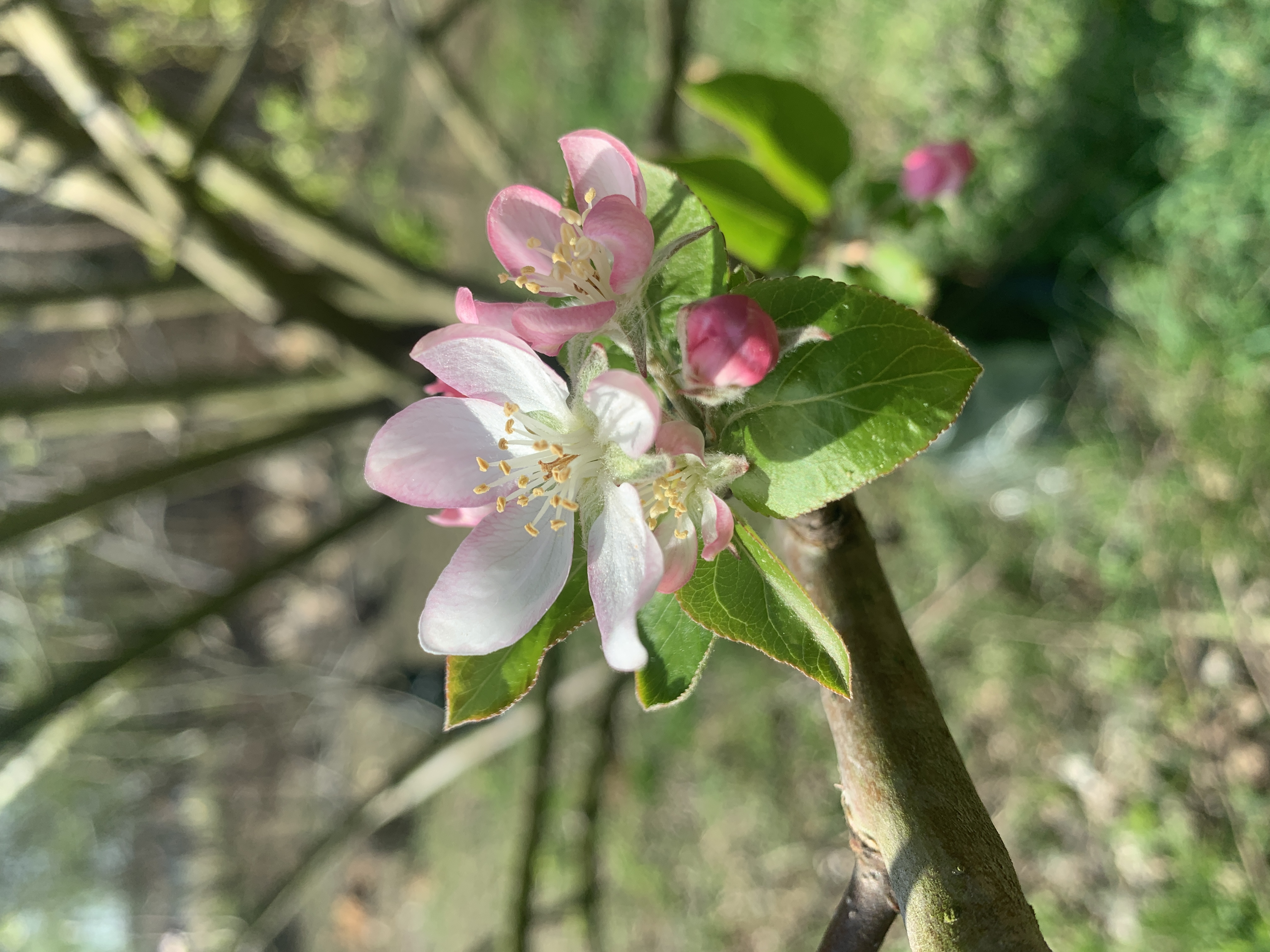 Garden Update
